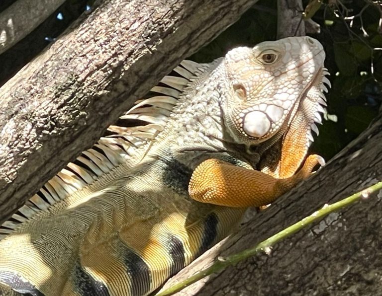 Read more about the article Puerto Rico beckons, Part II: Wildlife and kioskos enrich Island of Enchantment