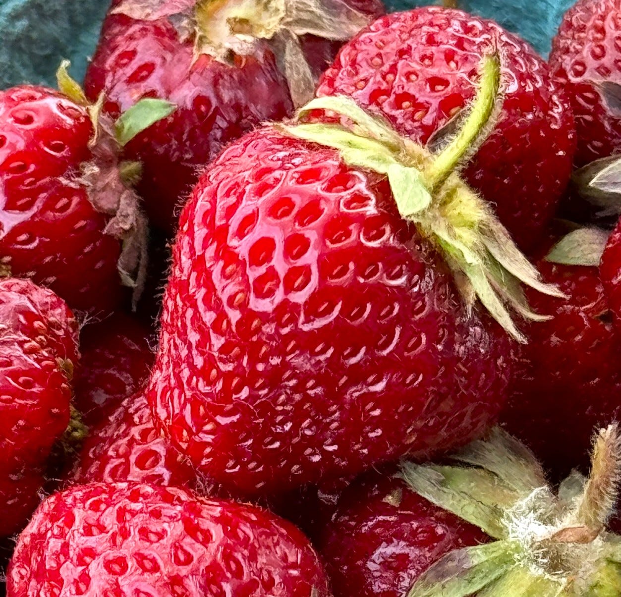 Read more about the article Sunday News: For strawberry lovers, it’s go time: U-pick spots to jam your face full