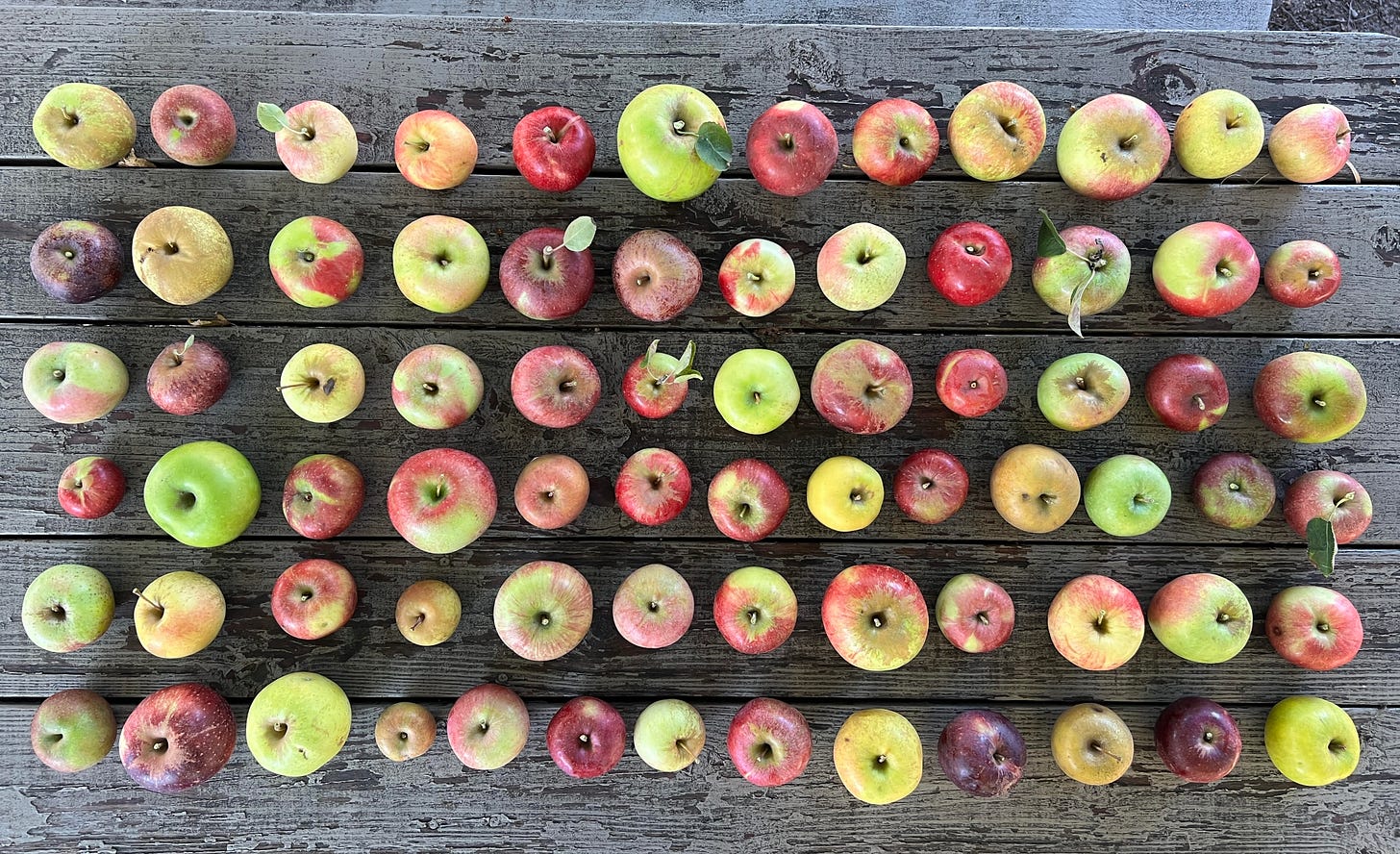 Read more about the article Sunday News: Apple-powered time machine makes Medina mecca for apple lovers